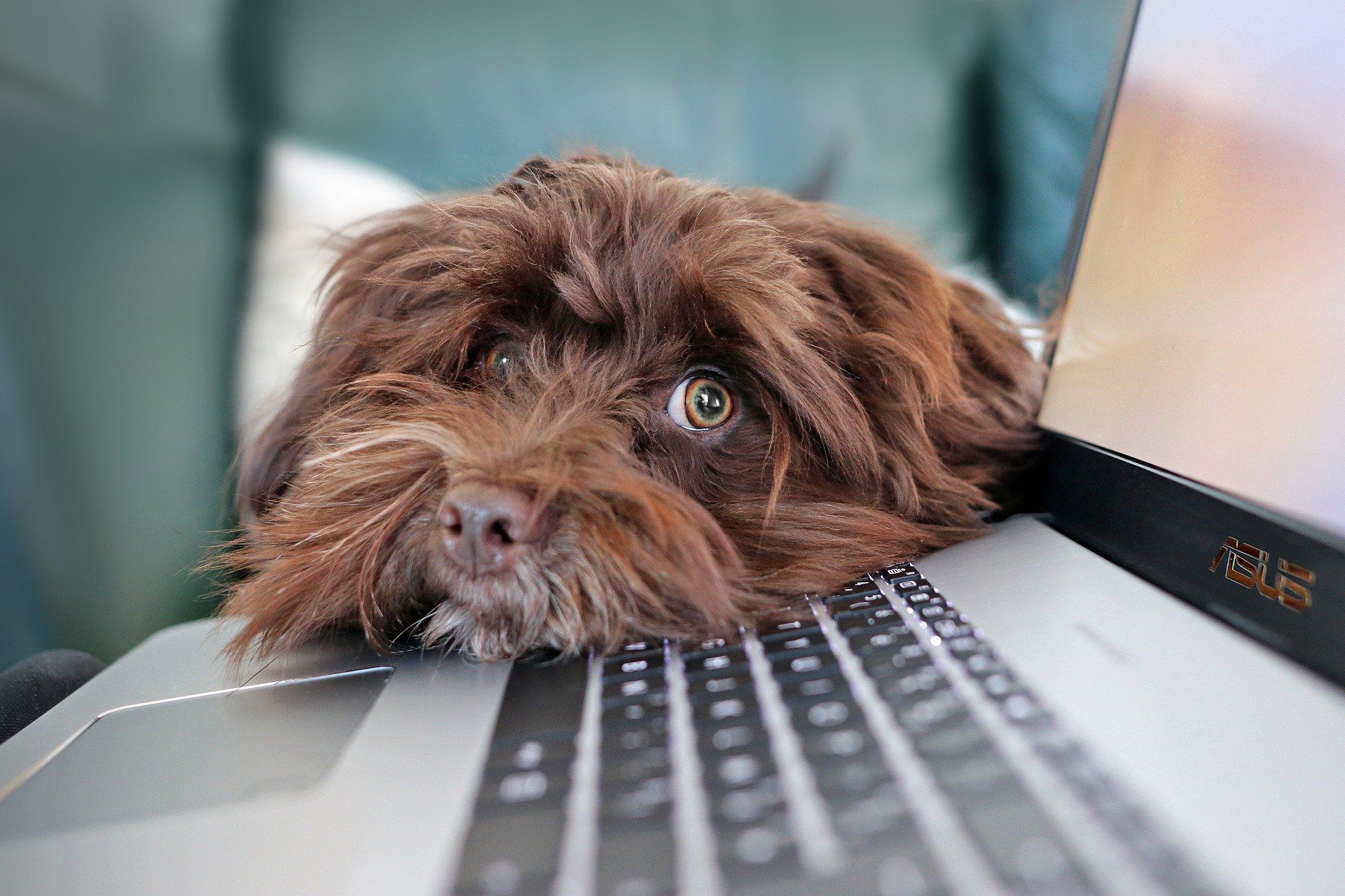 Hund vor laptop